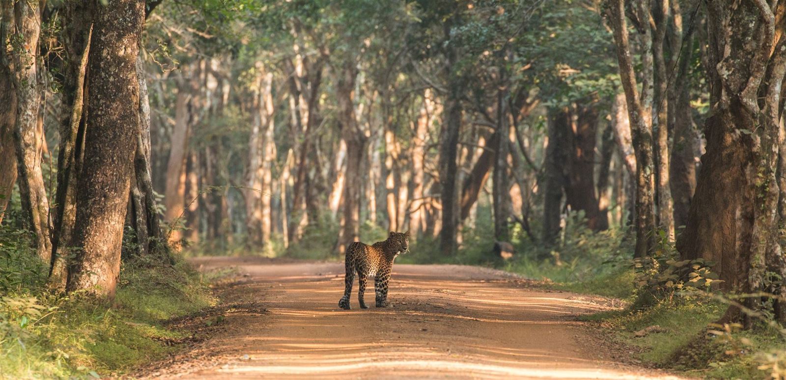 Leopard im Wilpattu Park